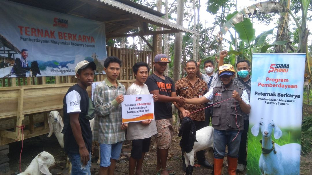 Siaga Peduli Serahkan Bantuan Ternak Kambing Pada Warga Terdampak Erupsi Semeru