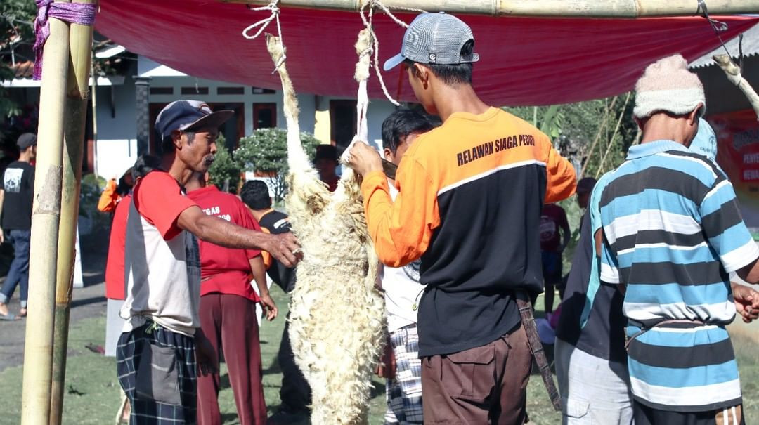 Proses Pengulitan dan Pemotongan di Hari Pertama